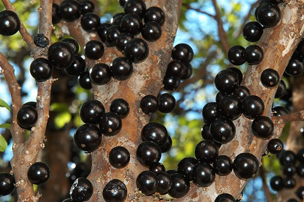 Casca de jabuticaba reduz glicose e inflamações, diz pesquisa